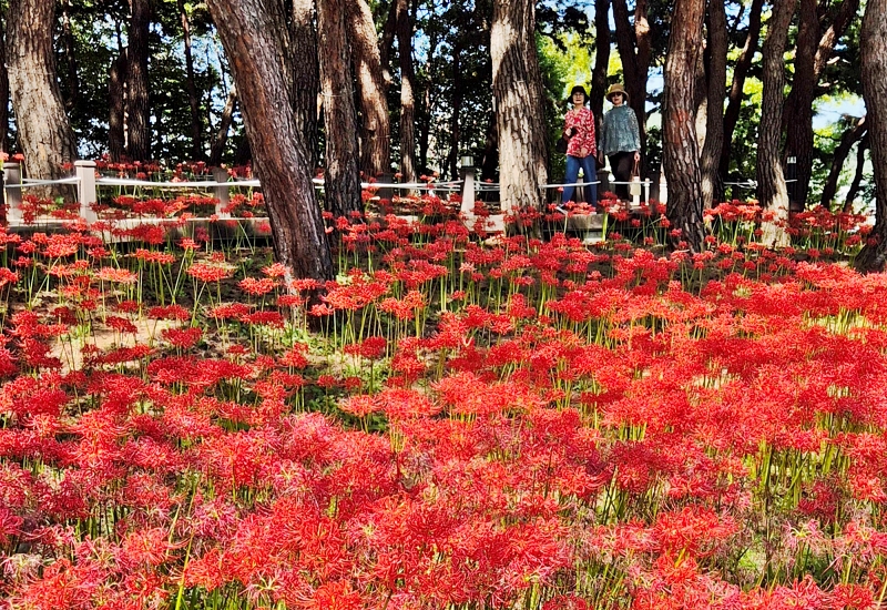 Fully bloomed magic lilies on Oct. 2 create a beautiful spectacle at the West Garden of Hanbat Arboretum in Daejeon's Seo-gu District.