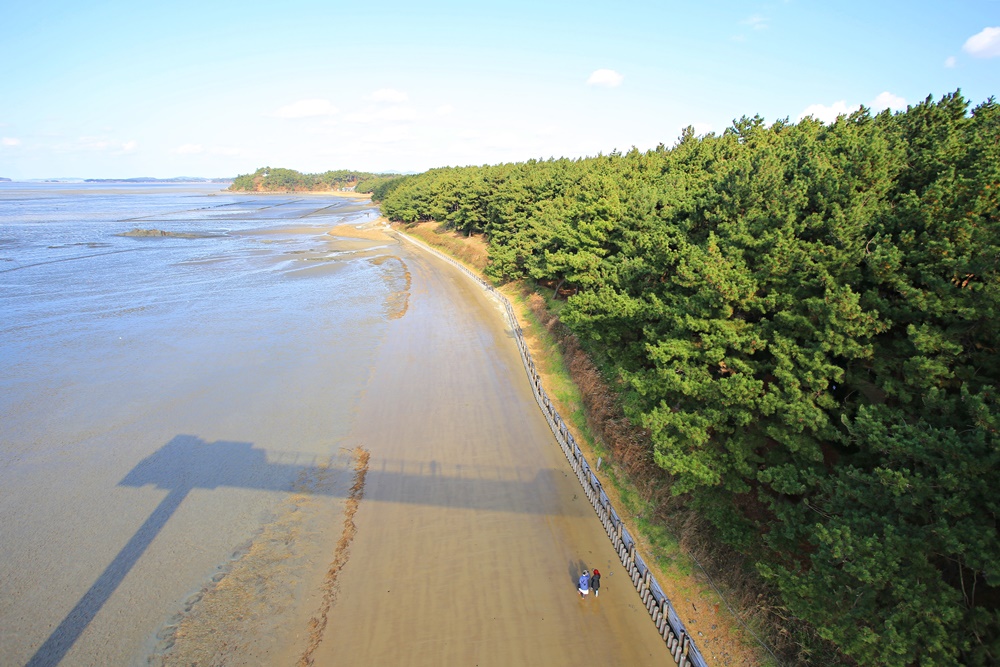 Visitors can reach Janghang Recreational Pine Forest if they walk around Seocheon Getbol (gaetbol, or tidal flats), which has been designated a UNESCO World Heritage. 