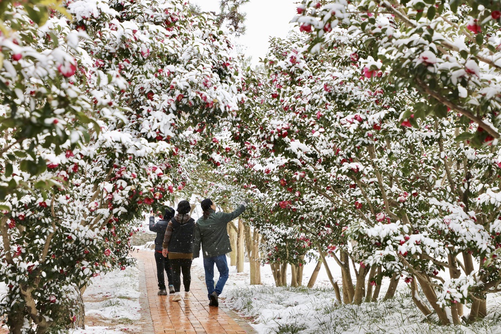 Camellia sasanquas fill a forest road. (1004 Island Potted Plant Garden) 