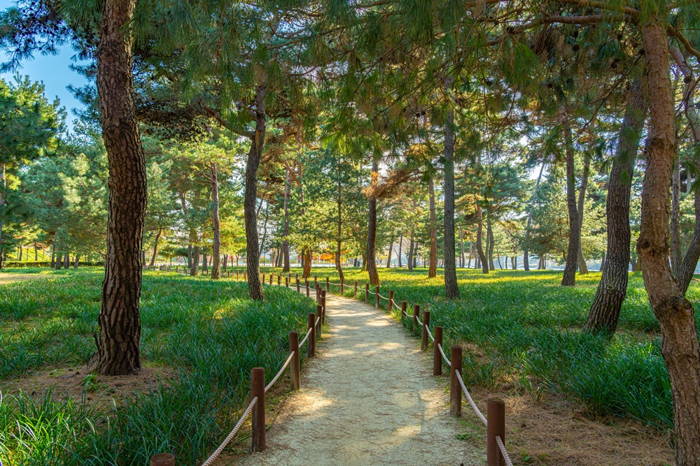 Hadong Pine Forest has about 900 trees, including ones that are genetically identical to national natural monuments, and others donated by county residents. (Korea Tourism Organization) 