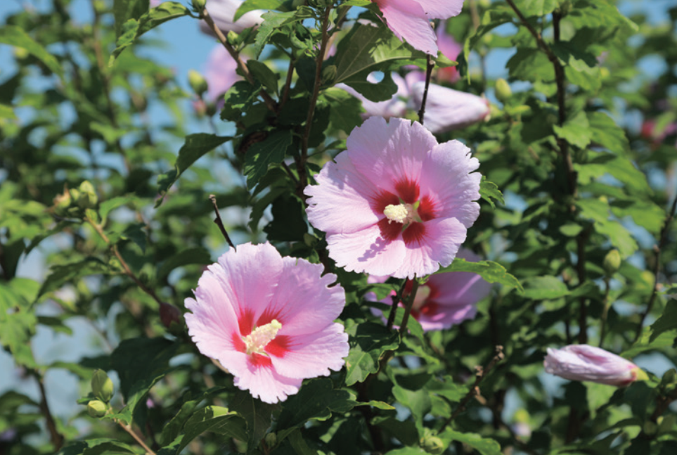 6. The Mugunghwa Notable for its graceful yet resilient appearance, the mugunghwa captures the quiet strength and identity of the Korean people.