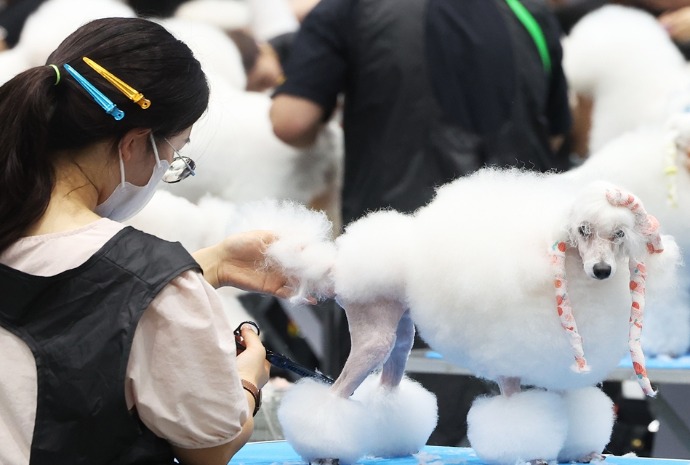Dog grooming contest