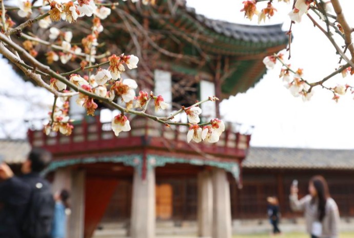 Changdeokgung Palace in spring