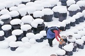 Onggi, traditional earthenware vessel in Korea