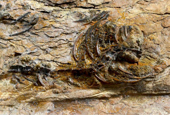 Complete carnivorous dinosaur found for first time in Korea 