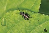 New photo book helps understand insects, spiders