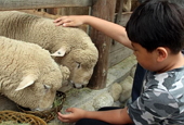 Daegwallyeong's Sheep Farm