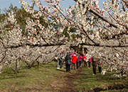 2016 Jeju Hueree Apricot Flower Festival 