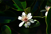 Giant magnolia tree found on Jeju