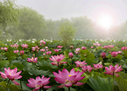 Buyeo Seodong Lotus Festival 