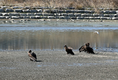 Dongcheon Estuary recognized as Ramsar Site