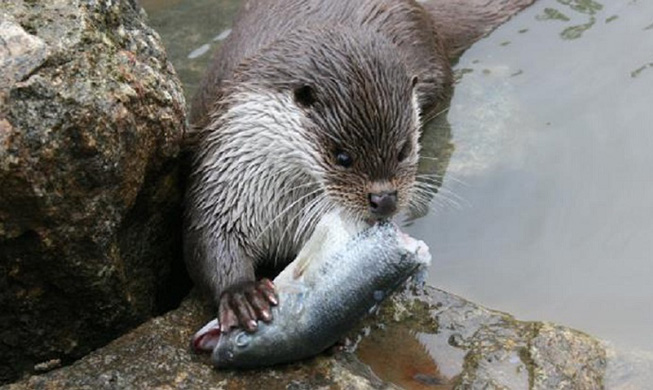 Wetland reserves are paradise for wildlife