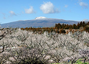 Jeju Hueree Apricot Flower Festival