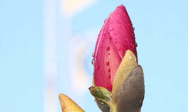 Lily magnolias gather the spring rain on their petals