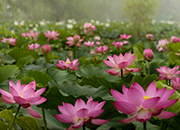 Buyeo Seodong Lotus Festival