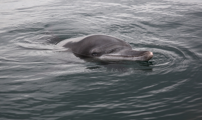 Dolphins returned to the wild