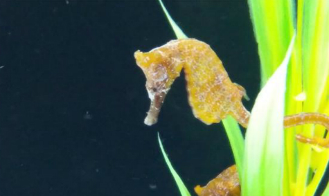 Endangered <i>soan</i> seahorse bred artificially