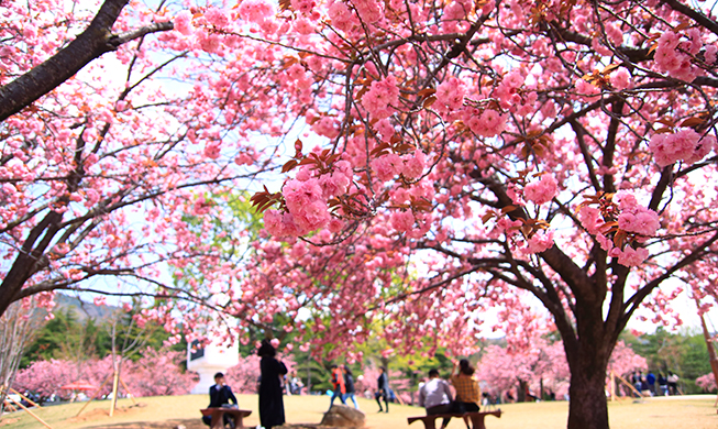 Cherry blossom grand finale at Bulguksa