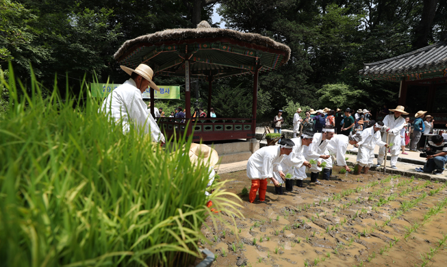 Tourists enjoy traditional rice farming at Changdeokgung Palace