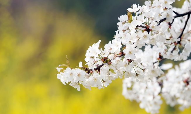 Korea sees earlier arrival of spring this year