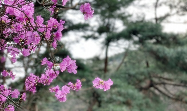 Spring flower bonanza draws visitors to mountains