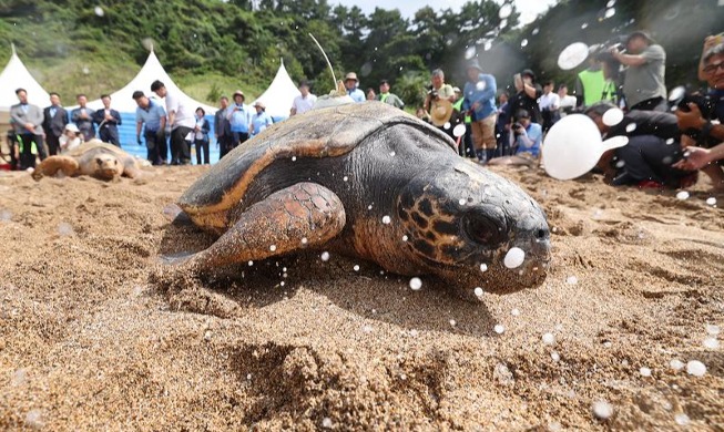 Sea turtle heads back to sea