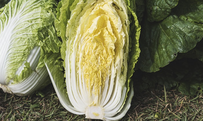 Study finds cabbage's anticancer, anti-inflammatory effects