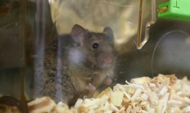 Guide presents ethics to minimize animals' suffering in testing