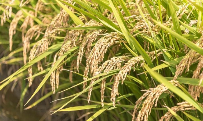 Record 150K tons of rice aid in 2025 to go to 17 countries