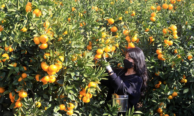 Return of tangerine season on Jeju Island