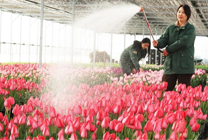 Preparing for annual tulip festival