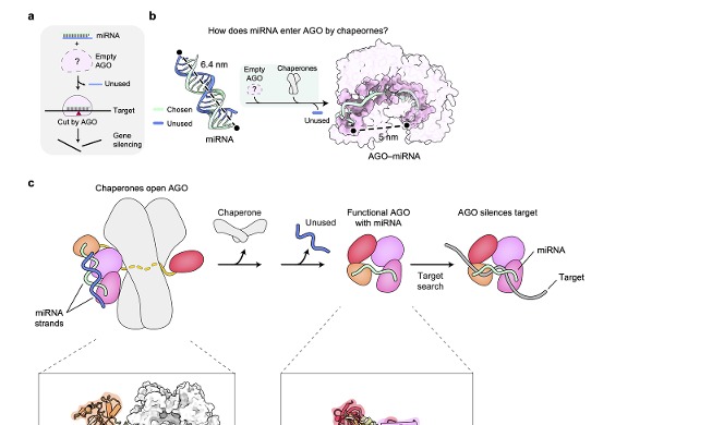 Team advances RNA therapy development for intractable diseases