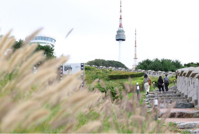 Foxtail fountain grass in full bloom in fall