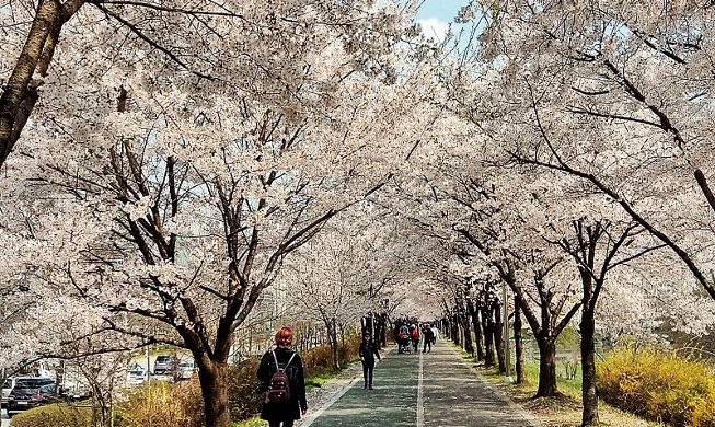 5 Seoul spots to see cherry blossoms in spring