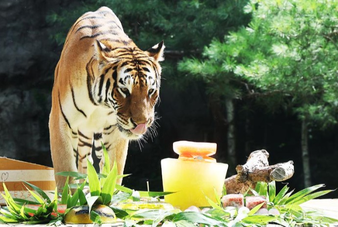 Cool treat for Korean tiger amid heat wave