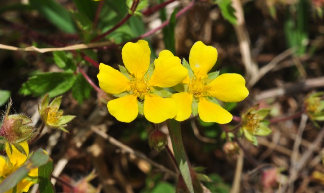 Official no. of species living in nation in 2025 hits 62,604