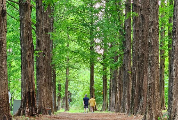 Walking on metasequoia-lined path