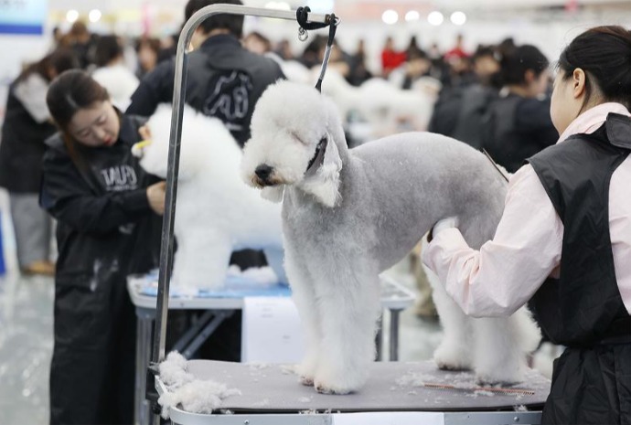 Grooming contest at pet expo
