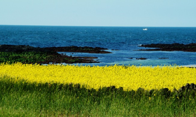 Spring flowers return to Jeju Island