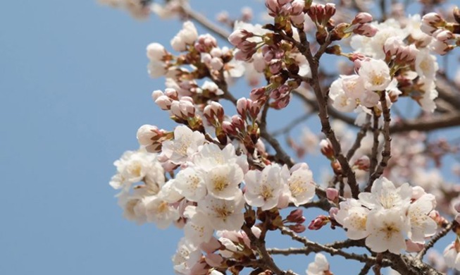 [Stay strong, Korea] Cherry blossom gives hope amid COVID-19 outbreak