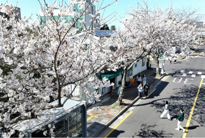 Cherry blossoms in full bloom on Jeju Island