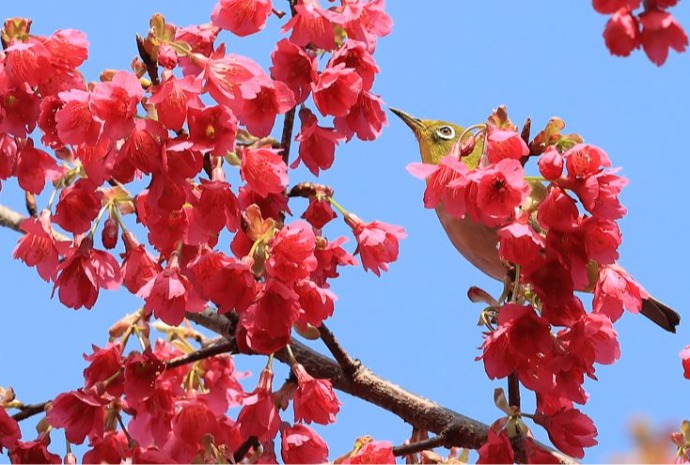 [2024 in photos] ⑤ Bird eating nectar signals coming of cherry blossoms