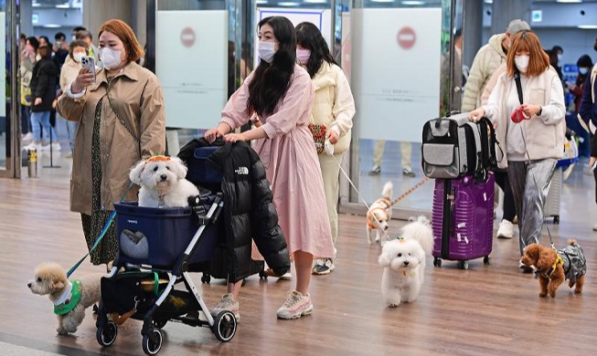 Traveling to Jeju Island with pet dogs