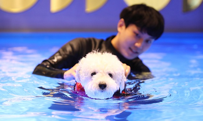 [Korea in photos] Pet dog taught to swim