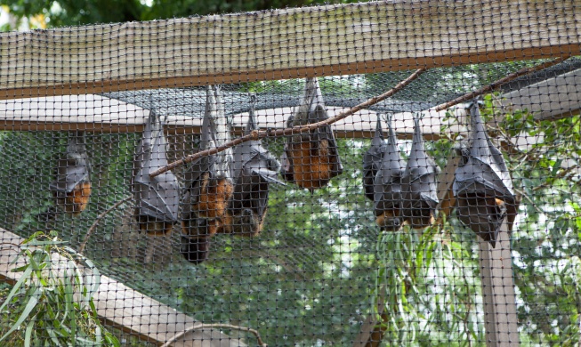 Bat organoid platform developed to prep for another pandemic