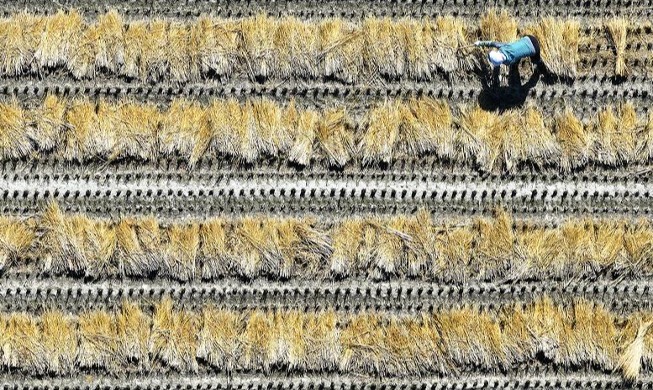 Tying rice straws to prepare for natural disaster