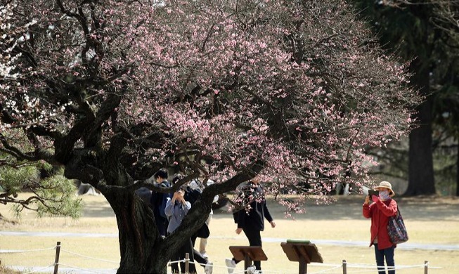 Visitor attention to red apricot tree in full bloom