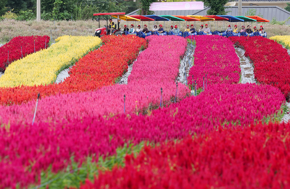 Autumn flowers on Aug. 30 show off brilliant colors at Goseokjeong Flower Garden in Cheorwon-gun County, Gangwon-do Province. Near Goseokeong Pavilion, the garden is the county's leading tourist attraction thanks to its distinctive seasonal flowers. This event to officially open on Sept. 1 will display a million flowers spanning 18 species. 